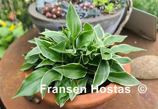 Hosta Dixie Chick